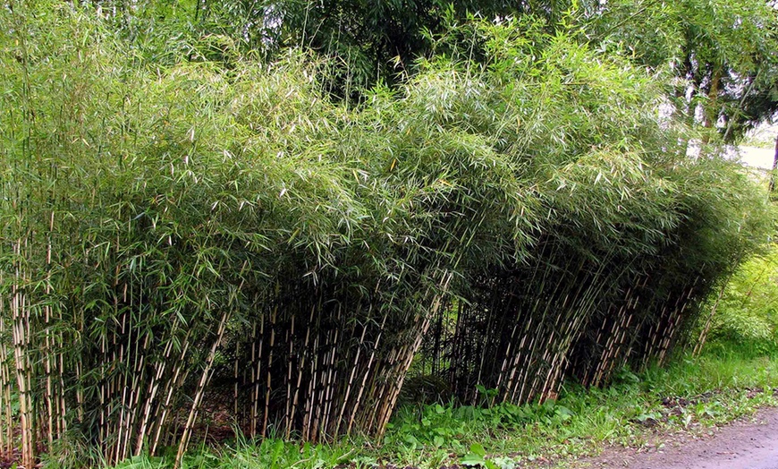 Image 4: Three Bamboo Fargesia Rufa Plants