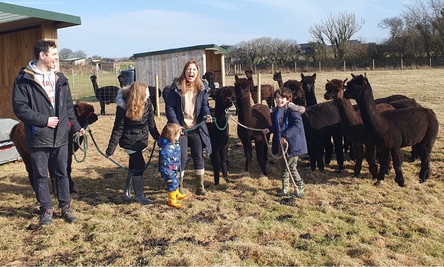 Image 2: Enjoy a Two-hour Alpaca Meet, Greet, and Walk for Two, Three, or Four