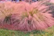 Ornamental Grass Plants - Quart, 1 or 3 Gallon Sizes | Hardy, Low-Maintenance & Year-Round Outdoor Beauty, Free Shipping (Up to 15% Off) - Second Medium