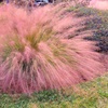 Image 2: Ornamental Grass in Quart, 1 Gallon, and 3 Gallon Sizes - Multiple Varieties with Free Shipping (Up to 24% Off)
