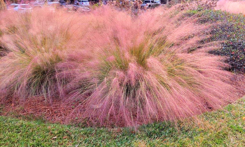 Ornamental Grass in Quart, 1 Gallon, and 3 Gallon Sizes - Multiple Varieties with Free Shipping (Up to 15% Off)