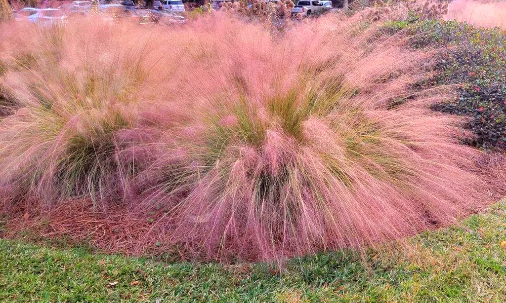 Ornamental Grass in Quart, 1 Gallon, and 3 Gallon Sizes - Multiple Varieties with Free Shipping (Up to 24% Off)