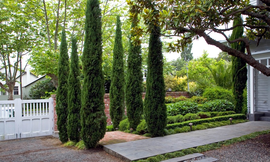 Image 5: Two Large Italian Cypress Trees, 120-140cm