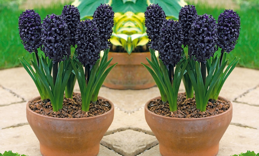 Image 4: 8 or 16 Bulbs of Black Hyacinth Midnight Mystic
