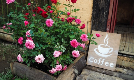 Set di 4 rose da vaso disponibili in 4 colori con spedizione gratuita