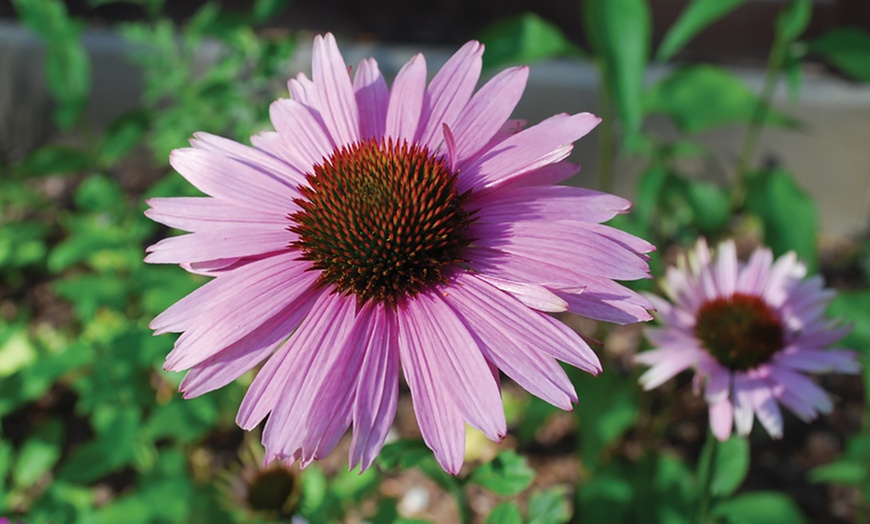 Image 8: Cottage Garden Plug Plants
