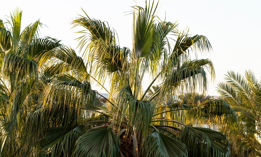 Image 4: Washingtonia Palm Trees