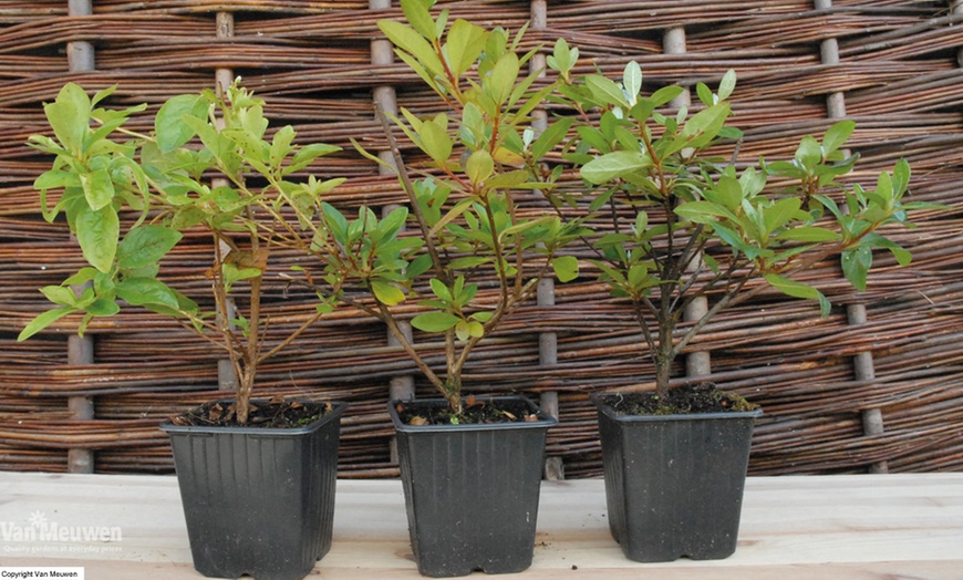 Image 7: Up to Four Hardy Dwarf Azalea Collection Plants