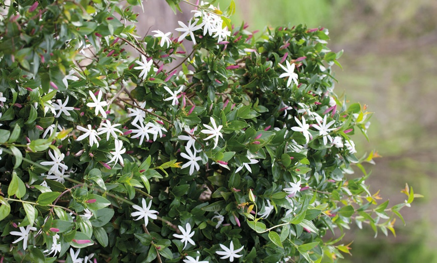 Image 1: One, Three or Five Angel Wings Jasmine Potted Plants