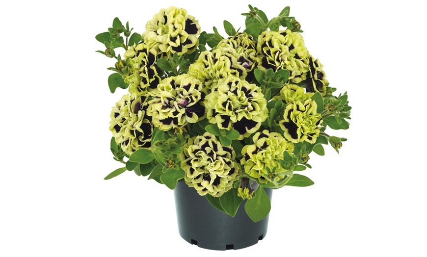 Image 6: 5 or 10 Petunia Mystical Midnight Gold Plants