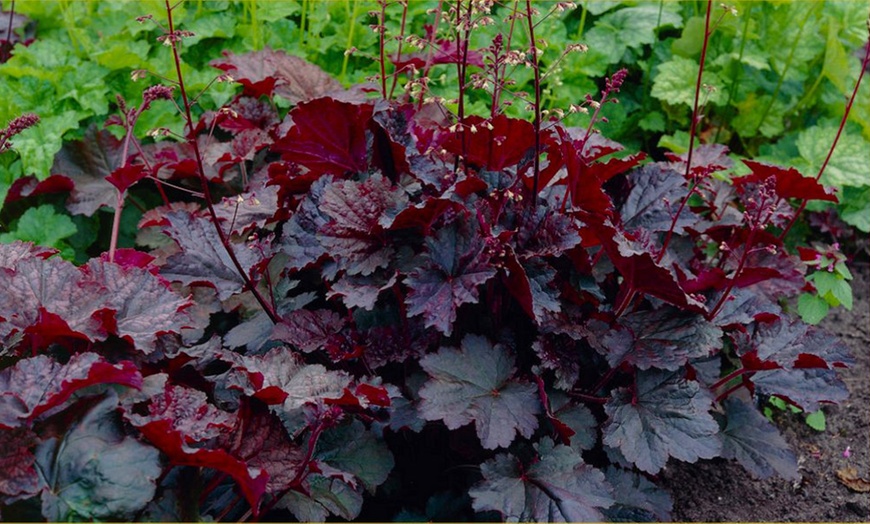 Image 12: 4 x 1 Litre Handsome Heuchera