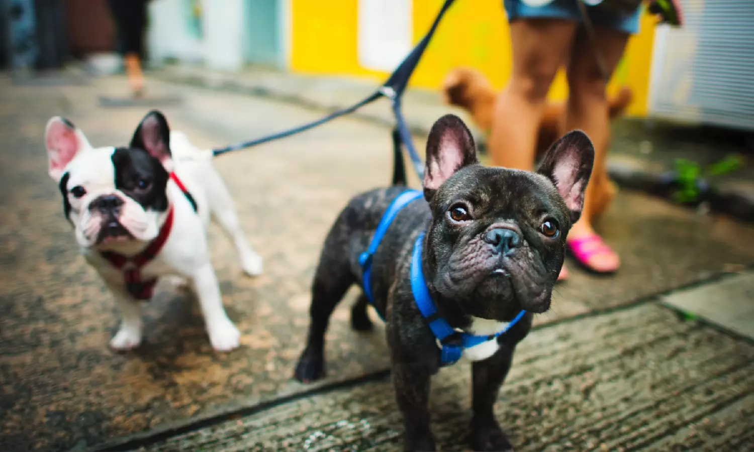 Master the Basics of Dog Training with the Essentials Course