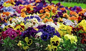  Pansy Matrix Mixed - 24, 36 or 72 Plants 