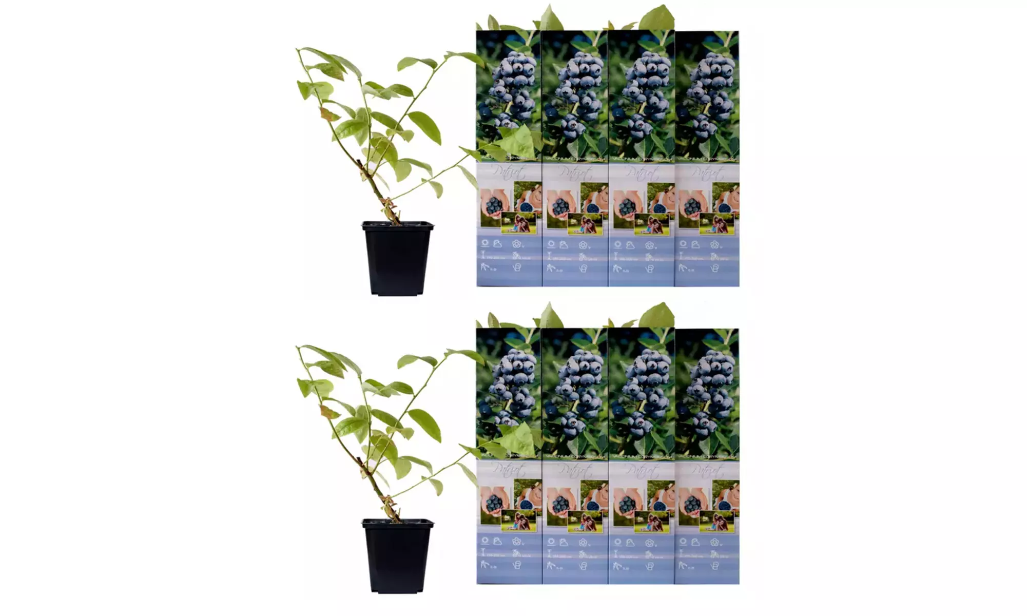 Set di 4 o 8 piante di mirtilli con spedizione gratuita - Image 6