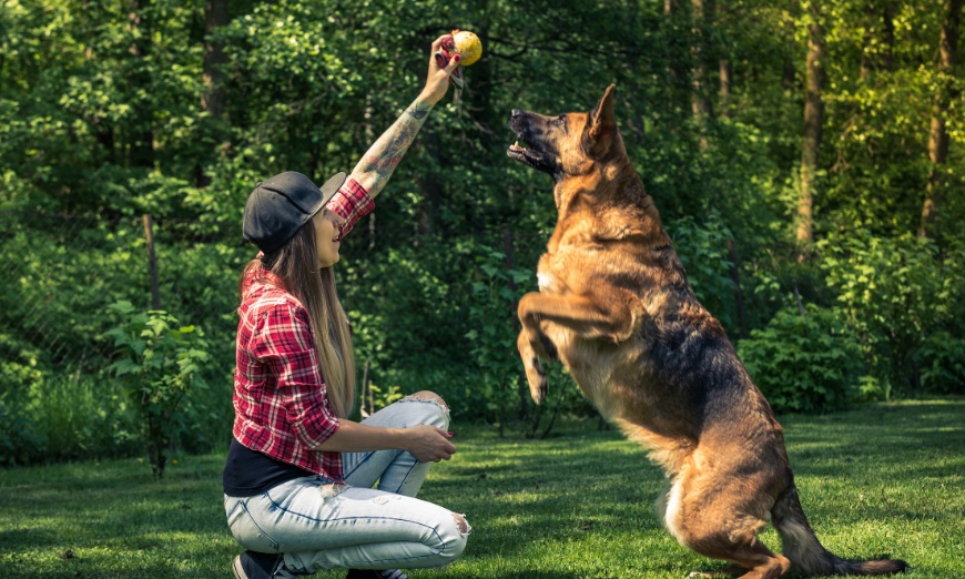 Image 2: CPD Certified Professional Dog Trainer