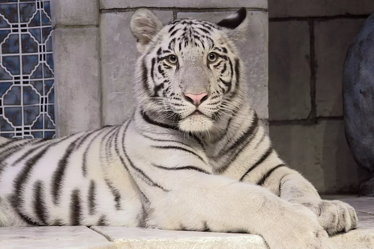 Explore Houston Together: Pogo Passes for 1-6 People at Pogo Pass