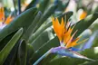Exotic Bird of Paradise Plants 1 or 2 Potted Plants (13cm pots) - Image 3