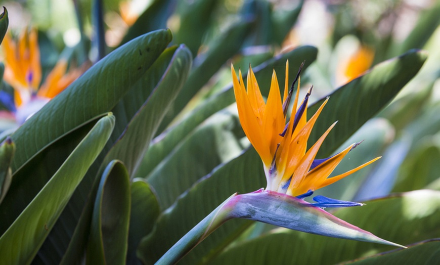 Image 3: Exotic Bird of Paradise Plants 1 or 2 Potted Plants (13cm pots)
