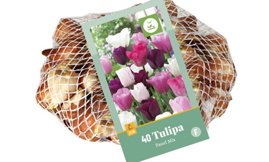 Image 16: Set van 40 bloembollen voor tulpen