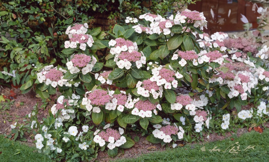 Image 3: Lot de 3 ou 6 hortensias Teller