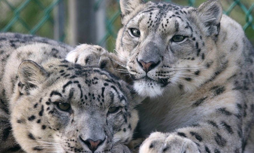 Visit to Jungle Cat World - Jungle Cat World | Groupon