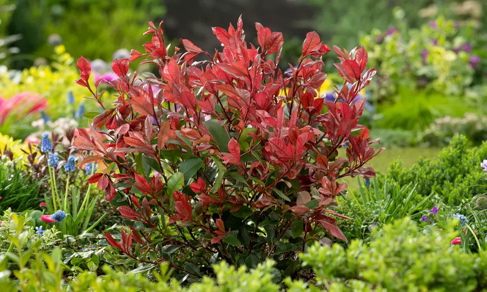 2, 4 o 6 plantas Photinia Red Robin, entregadas en maceta - Primary Image