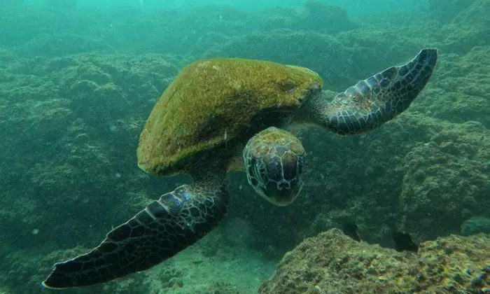 Embark On Adventure: Try Dive, Snorkeling Trip and Boat Trip