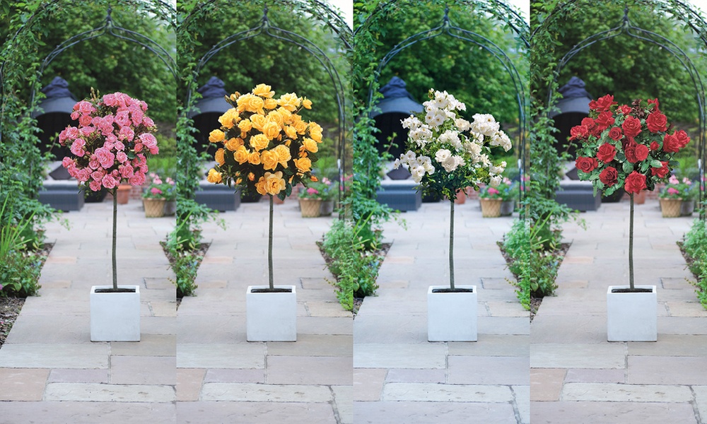 Rose Standard Collection - Red, White, Yellow & Pink - 1 or 4 plants
