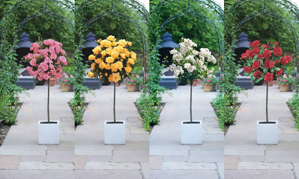 Rose Standard Collection - Red, White, Yellow & Pink - 1 or 4 plants - Primary Image