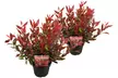 One or Two XL Leucothoe ‘Little Flames’ Shrubs - Image 4