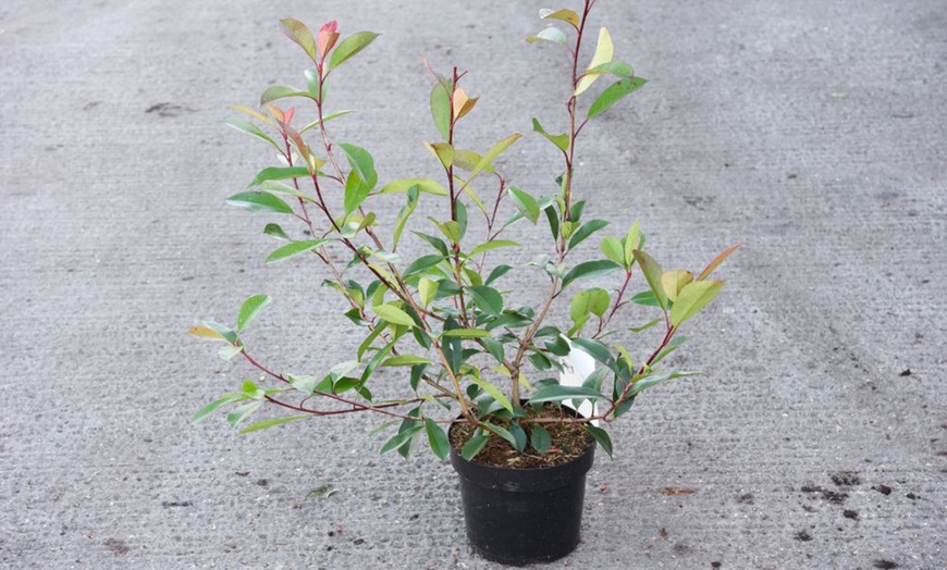 Image 4: Photinia Red Robin 2-Litre Potted Plant