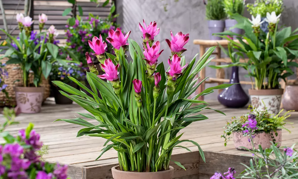 1x, 2x oder 4x Indische Safranwurz (Curcuma) „Al Siam Splash“, inkl. Versand - Primary Image