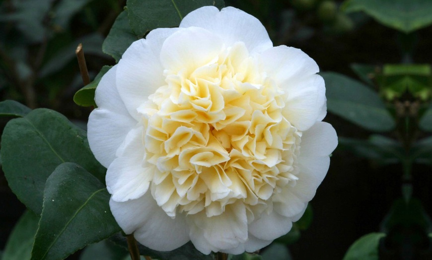 Image 3: Hardy Camelia Collection 