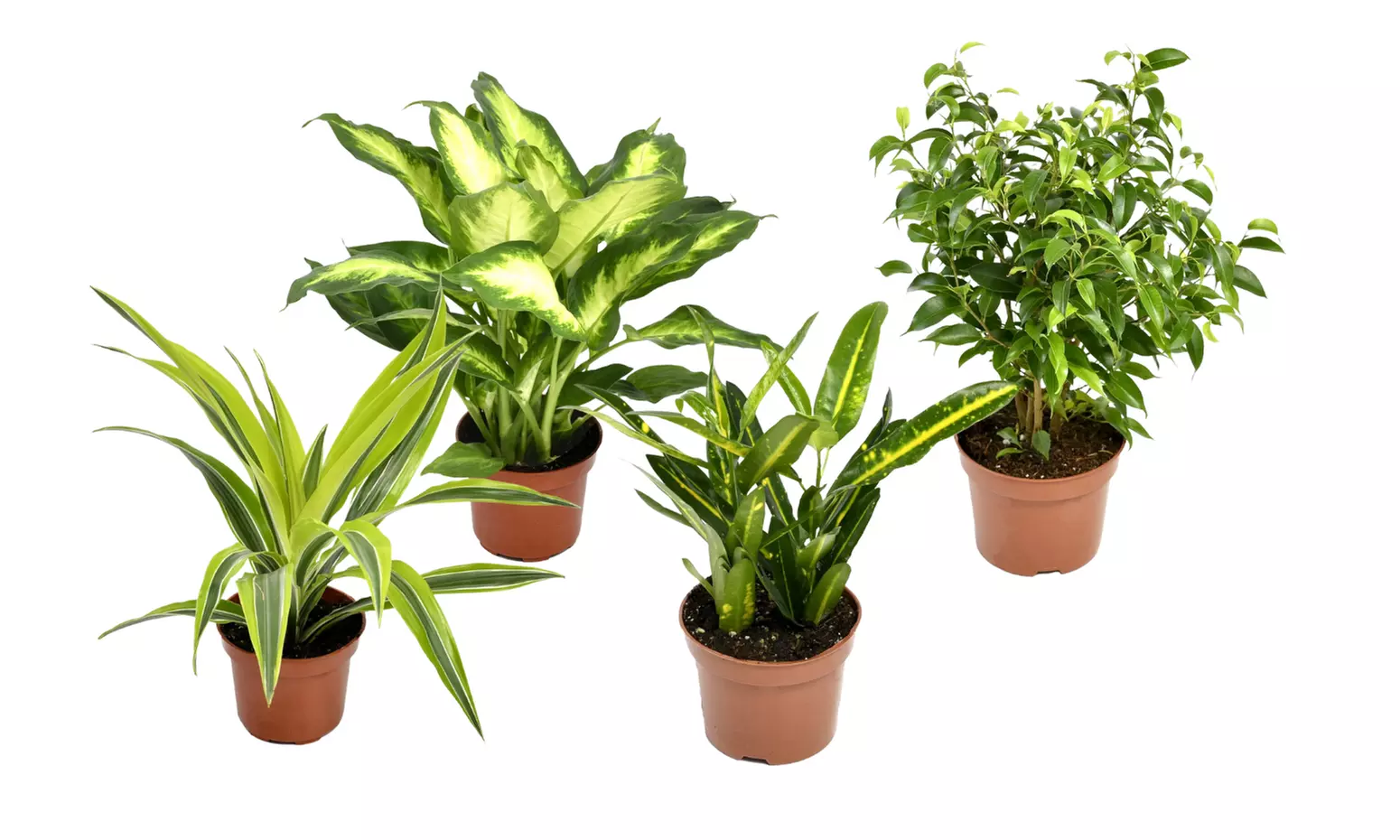 4er-Set trendige Zimmerpflanzen in stilvoller Verpackung