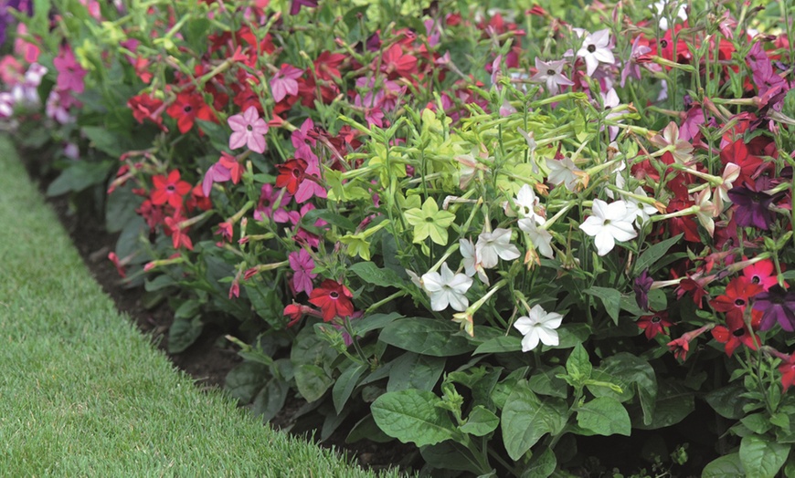 Image 3: 6, 36 or 72 Nicotiana 'Eau de Cologne' Mixed Plug Plants