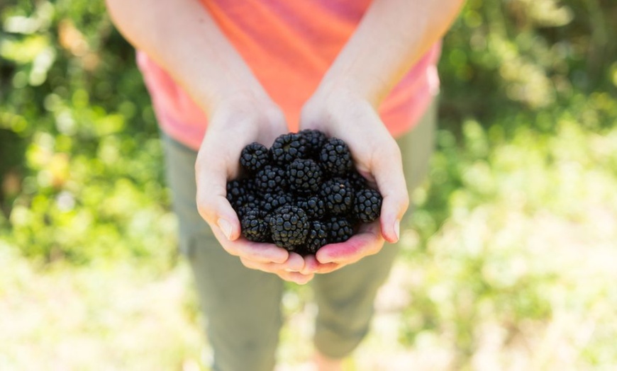 Image 4: Blackberry Fruit Plants - 4 Varieties