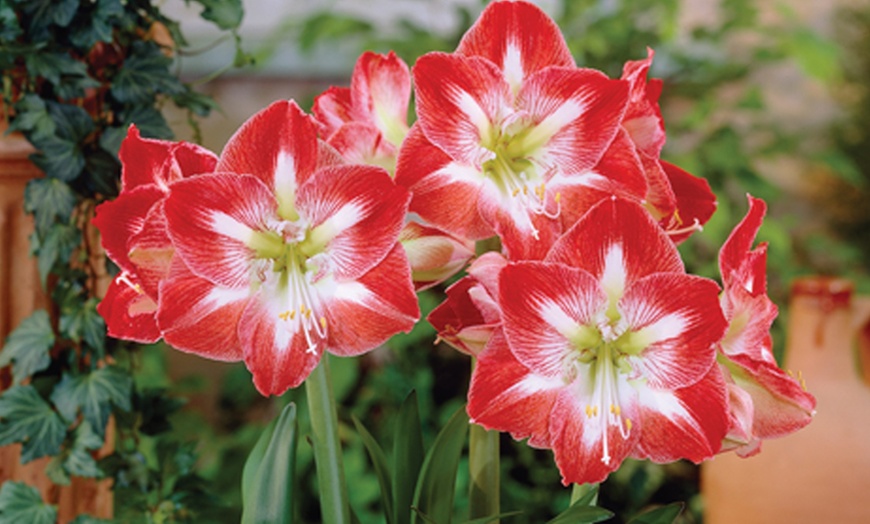 Image 1: Three or Six Amaryllis Bulbs Collection