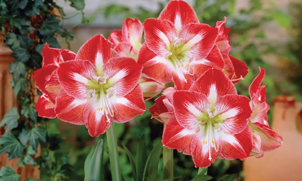 1x oder 4x Ritterstern fürs Zimmer in der Sorte nach Wahl - Primary Image