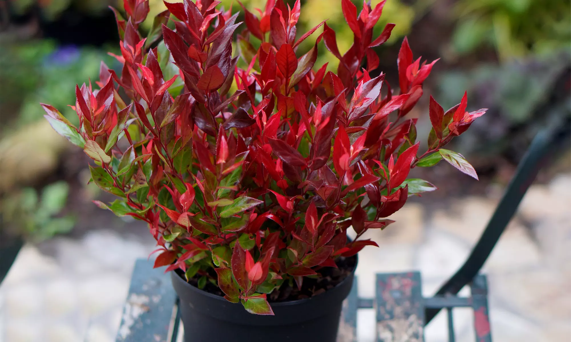 One or Two XL Leucothoe ‘Little Flames’ Shrubs - Primary Image