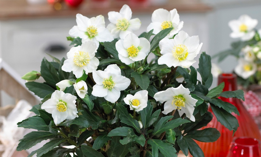 Image 1: 3 or 6 Christmas Rose Plants