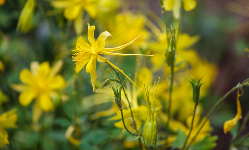 Image 3: 5 or 10 Aquilegia Sunshine Plants