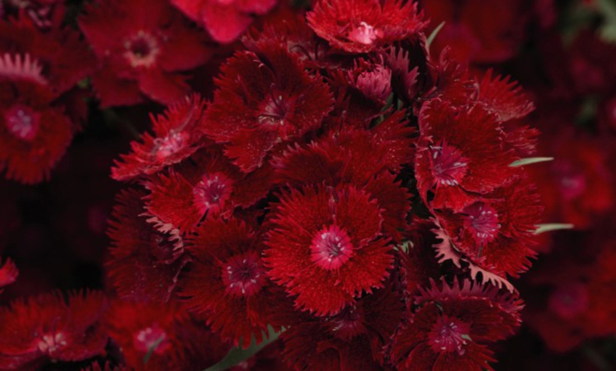 Image 2: One or Three Fragrant Dianthus 'Rocking Red' Potted Plants