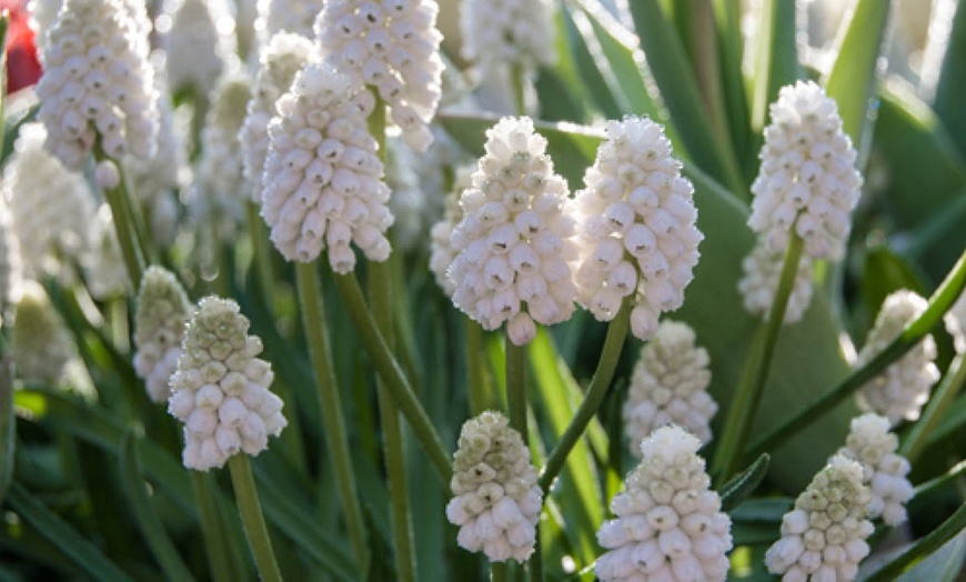 Image 6: 30 or 60 Grape Hyacinth Muscari 'Album' Spring Flowering Bulbs
