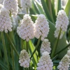 Image 6: 30 or 60 Grape Hyacinth Muscari 'Album' Spring Flowering Bulbs