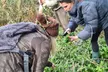 Explore Wild Edibles on a Two or Four Person Foraging Tour Howth (Up to 30% Off) - Image 4