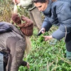 Image 4: Join the Adventure: Two or Four Person Foraging Tour Howth