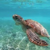 Image 1: Up to 34% Off on Bus Tour at Ultimate Circle Island Tours