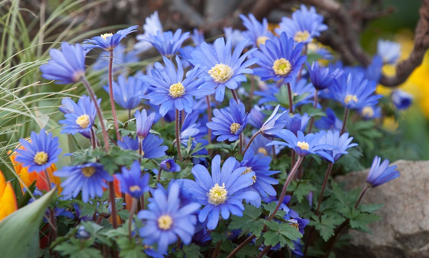 Image 4: 125 ou 250 bulbes de diverses fleurs de printemps colorées