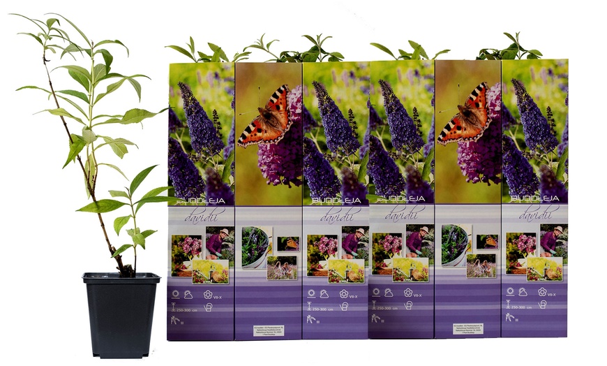 Image 2: 3x oder 6x Schmetterlingsflieder "Buddleja davidii"