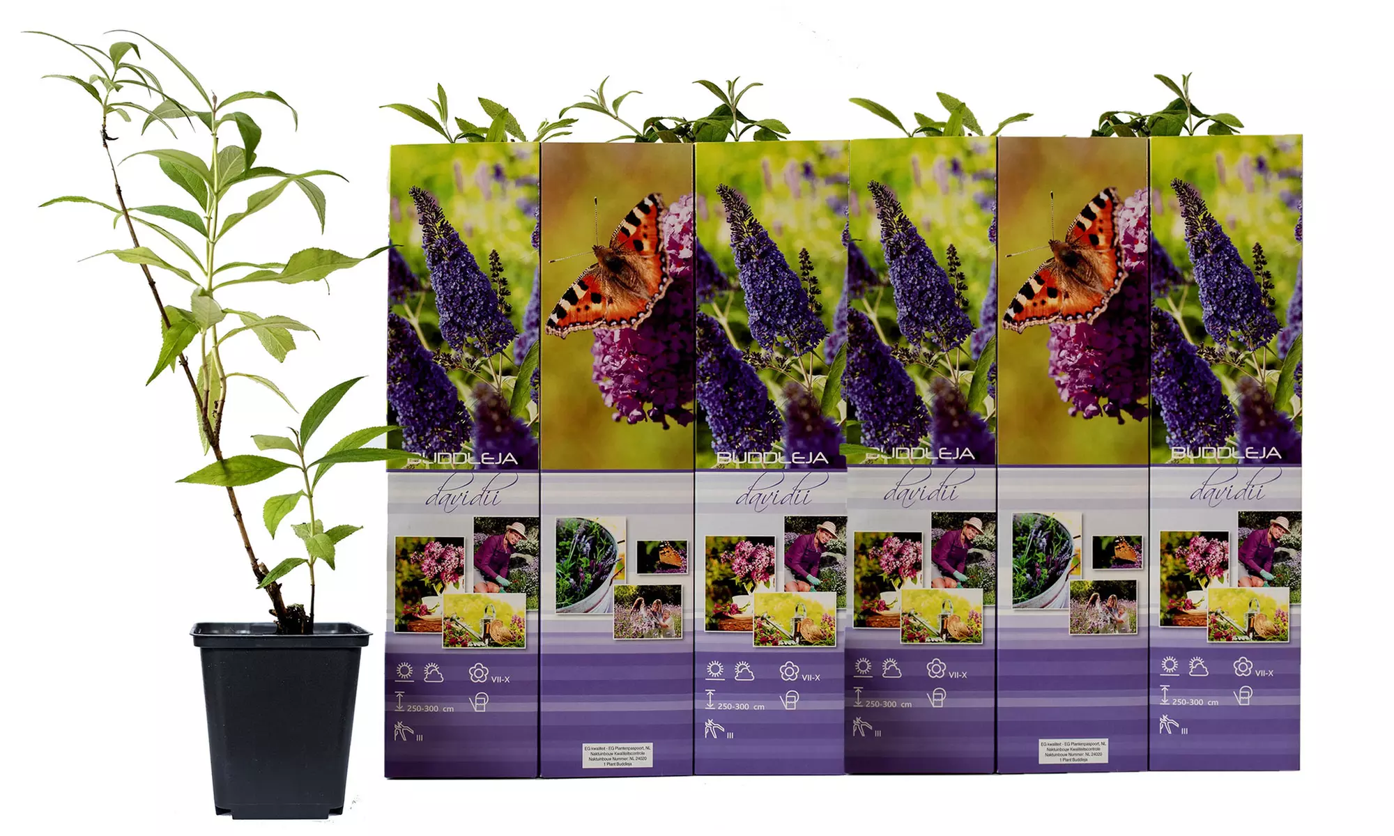 3x oder 6x Schmetterlingsflieder "Buddleja davidii"